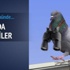 Güvercinleri 'ajan' diye katlettiler