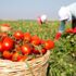 Domates üreticisi sürekli zararda