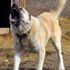 Ankara'da yavru eşeği kangal köpeklerine parçalatan kişi yakalandı
