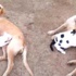 Anneleri ölen 3 kedi yavrusuna köpek sahip çıktı