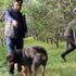 Fiyatı altınla yarışan erik hırsızların hedefi oldu! Seralar artık köpeklere emanet Fiyatı altınla yarışan erik hırsızların hedefi oldu! Seralar artık köpeklere emanet