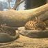 Ankara’da ‘Serval Kedi’ tartışması