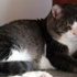 'Obez kedi' diyetle 4 ayda 5,5 kilo verdi 'Obez kedi' diyetle 4 ayda 5,5 kilo verdi