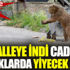 Kars'ta Mahalleye inen bozayı cadde ve sokaklarda yiyecek aradı Kars'ta Mahalleye inen bozayı cadde ve sokaklarda yiyecek aradı