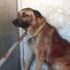Köpeği vuran magandanın pişkinliği 'pes' dedirtti Köpeği vuran magandanın pişkinliği 'pes' dedirtti
