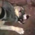 Genelkurmay'dan 'köpeğe işkence' açıklaması Genelkurmay'dan 'köpeğe işkence' açıklaması