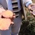 İlk yerli, milli ve renkli patates hasat edildi İlk yerli, milli ve renkli patates hasat edildi