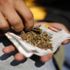 Yolda yürürken mesajlaşmak yasak, marihuana serbest
