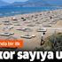 Son dakika: İztuzu Plajı'nda caretta caretta yuvalama alanı 700'e ulaşarak rekor sayıya ulaştı