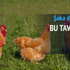 Kiralık tavuk uygulaması yayılıyor