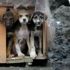 Yavru köpekler taş ocağına terk edildi
