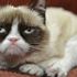 Grumpy Cat sahibine iki yılda 100 milyon dolar kazandırdı