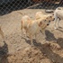 Başkent sokaklarında 100 bin başıboş köpek var