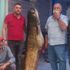 Görenler şok oldu! Dev yayın balığı 10 kişi tarafından çekildi