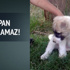 Yavru köpeğin kulaklarını kestiler