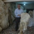 İthal Yün Pahalı Yerli Yün Bulunmuyor İthal Yün Pahalı Yerli Yün Bulunmuyor