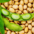 Soya fasulyesinde 6 yılın rekoru Soya fasulyesinde 6 yılın rekoru