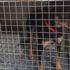 Esenyurt'ta köpeğini döven Ürdünlü genç: Eğitim veriyordum