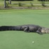 Florida'da timsah golf sahasını bastı Florida'da timsah golf sahasını bastı