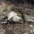 Nesli tükenmekte olan dağ keçisini öldürenlere 42 bin lira ceza