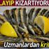 Balığı una bulayıp kızartmak kansere neden oluyor