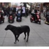 Engelli Vatandaşlar Engelli Köpeklerle Yürüdü Engelli Vatandaşlar Engelli Köpeklerle Yürüdü