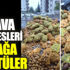 Bedava patatesleri sokağa döktüler Bedava patatesleri sokağa döktüler