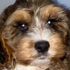 Uzun kirpikli köpek meşhur oldu Uzun kirpikli köpek meşhur oldu
