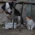 Köpek kediyi emzirip, annelik yapıyor Köpek kediyi emzirip, annelik yapıyor