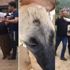 Mahallede köpek istemeyen karı-koca, hayvansever kadına saldırdı