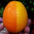 Yarısı limon, yarısı portakal
