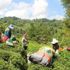 Hasat döneminde de çay ithalatına kısıtlama yok!