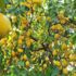 Resim Gazete'de yayımlandı, limon ihracatı ön izne bağlandı Resim Gazete'de yayımlandı, limon ihracatı ön izne bağlandı