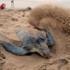 Caretta carettalar yuvaya döndü