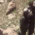 Siirt'te müthiş operasyon! 1 terörist yakalandı Siirt'te müthiş operasyon! 1 terörist yakalandı