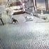 Köpeğin ısırdığı genç korku dolu anları anlattı