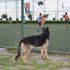 Köpeğin futbol tutkusu Köpeğin futbol tutkusu