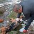 Ormanda vurularak öldürülen 5 köpek bulundu
