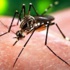 Hamilelere Zika virüsü uyarısı
