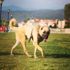 Sahibinin aracının arkasına bağlayıp sürüklediği köpek, 'zabıta' oldu Sahibinin aracının arkasına bağlayıp sürüklediği köpek, 'zabıta' oldu