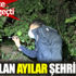 Bursa'da aç kalan ayılar şehre indi Bursa'da aç kalan ayılar şehre indi