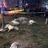 Ankara'da köpek katliamı yaşandı