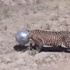 Su arayan leopar başını metal çömleğe sıkıştırdı