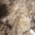 10 yaşındaki kızını canlı canlı toprağa gömerken yakalandı 10 yaşındaki kızını canlı canlı toprağa gömerken yakalandı