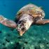 Caretta carettalar, turistlerle yüzdü Caretta carettalar, turistlerle yüzdü