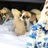 Derin Mermerci köpek yavrularına sahip çıktı Derin Mermerci köpek yavrularına sahip çıktı