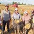 İzmir de patates hasadı kaldığı yerden devam edecek