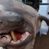 Bursa'da balıkçıların ağına 673 kiloluk jaws takıldı Bursa'da balıkçıların ağına 673 kiloluk jaws takıldı