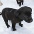 Donmak üzere olan köpek yavrularına evlerini açtılar Donmak üzere olan köpek yavrularına evlerini açtılar