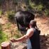 Aç kalan ayı, mangaldan et çaldı